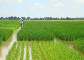 مصر الأولى عالميًا في إنتاجية فدان الأرز والاكتفاء الذاتي يقترب من 100٪