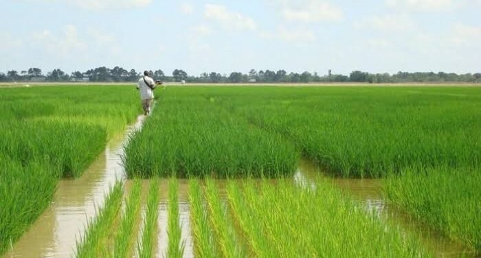 مصر الأولى عالميًا في إنتاجية فدان الأرز والاكتفاء الذاتي يقترب من 100٪