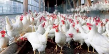 مصر قفزة في الاكتفاء الذاتي للدواجن . وعين “شعبة الغرف التجارية” على الأسواق الخليجية والأفريقية