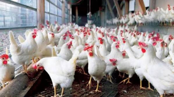 مصر قفزة في الاكتفاء الذاتي للدواجن . وعين “شعبة الغرف التجارية” على الأسواق الخليجية والأفريقية