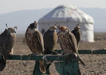 نادي الصقور السعودي يعيد “صقر الحر” إلى سماوات قازاخستان لحمايته من الانقراض