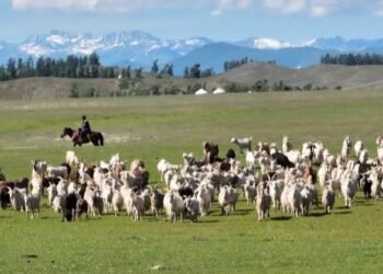 الصين ترفع حالة التأهب وتعدم آلاف الماشية لمواجهة سلالة “أفريقية” من الحمى القلاعية