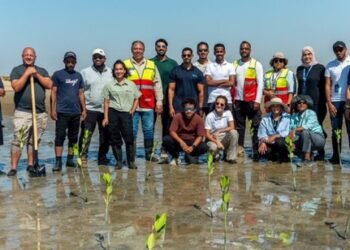 إحياء المانغروف الأحمر: “البحر الأحمر الدولية” تقود أكبر مشروع بيئي في تاريخ المملكة