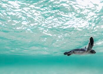 البحر الأحمر الدولية تستهدف رفع التنوع الحيوي 30% بحلول 2040 عبر نموذج سياحي مستدام