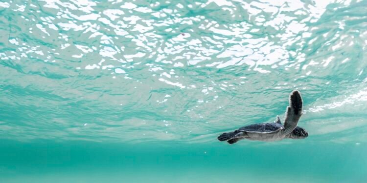 البحر الأحمر الدولية تستهدف رفع التنوع الحيوي 30% بحلول 2040 عبر نموذج سياحي مستدام