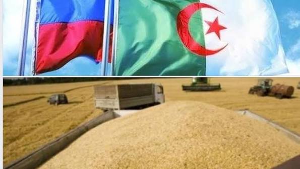 الجزائر تشتري نحو 720 ألف طن من القمح في مناقصة دولية وسط طلب قوي على إمدادات البحر الأسود