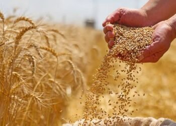 السعودية تطرح مناقصة لشراء 535 ألف طن من القمح