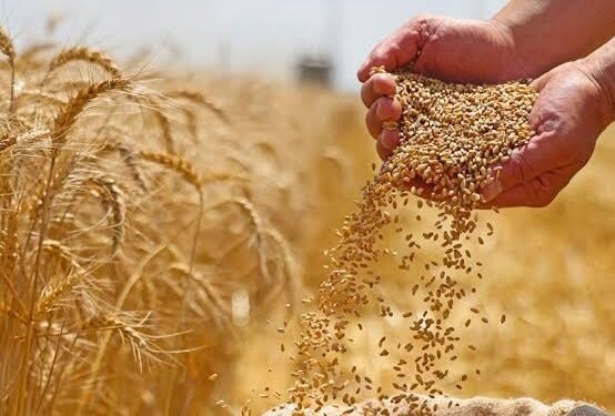 السعودية تطرح مناقصة لشراء 535 ألف طن من القمح